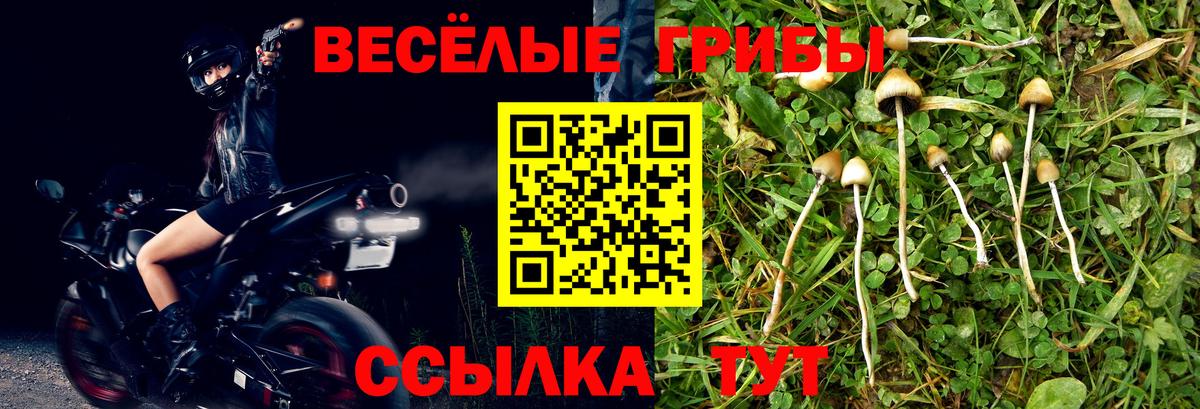 Псилоцибиновые грибы Psilocybine cubensis Камышин